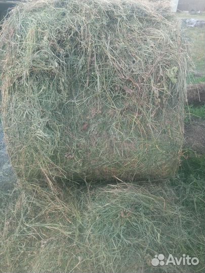 Сено люцерна костëр