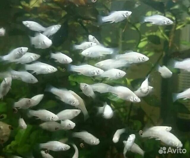 Аквариумные рыбки