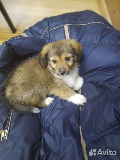 Маленькая собака в добрые руки бесплатно