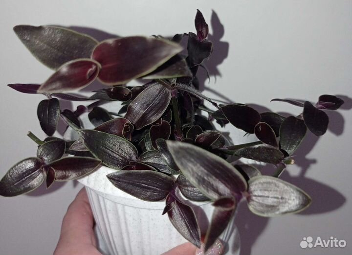 Традесканция 50 сортов