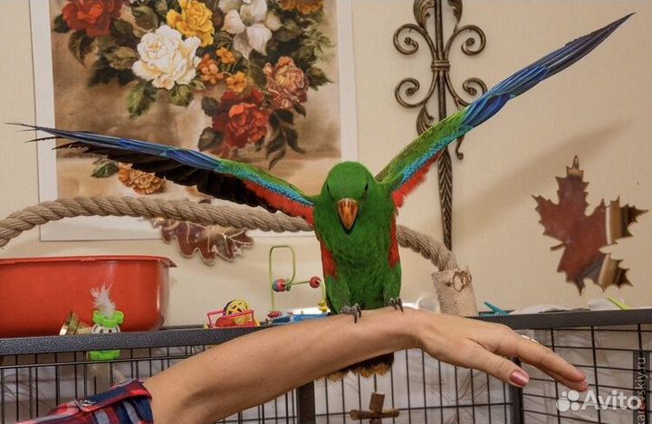 Аренда птиц для фотосессии