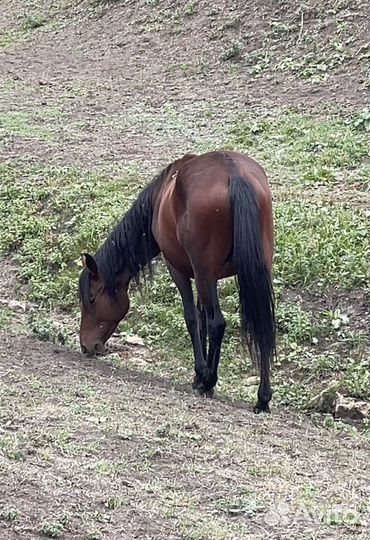 Кабардинский жеребец