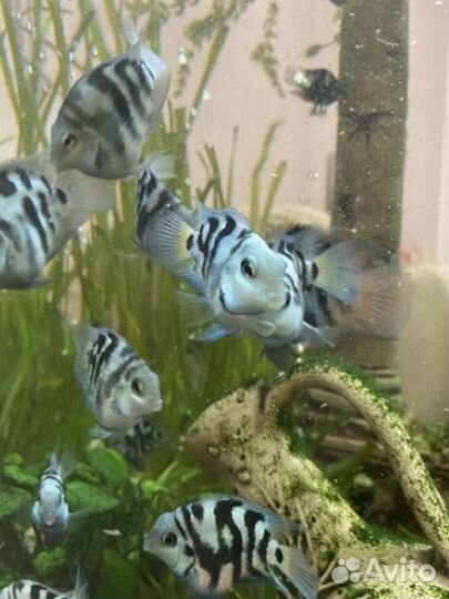 Сапфированные попугайчики