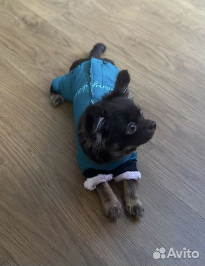 Одежда для собак мелких пород
