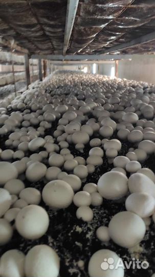 Производство шампиньонов