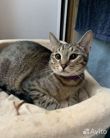 Котик Космо