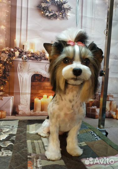 Щенок бивер йорка мини