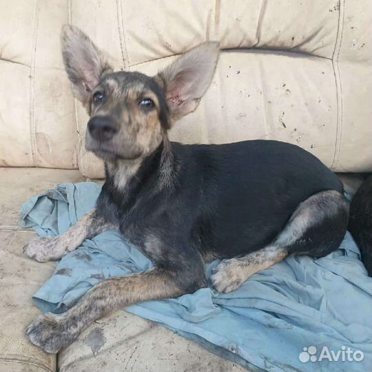 Собаки щенки бесплатно