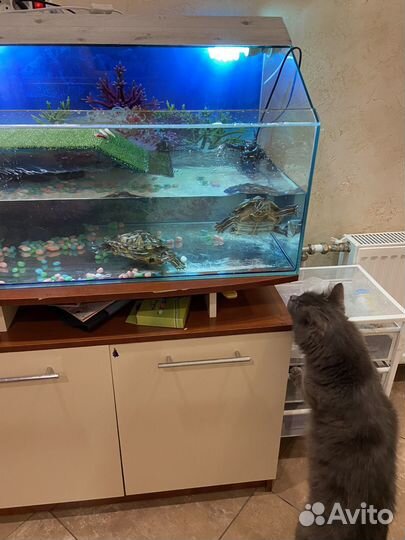 2 большие черепашки с аквариумом в заботливые руки