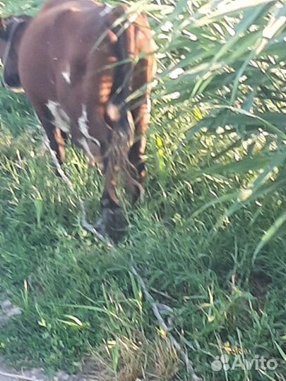 Корова высокоудойная