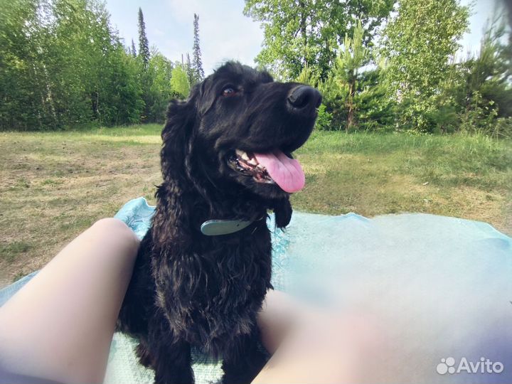 Собака русский спаниель