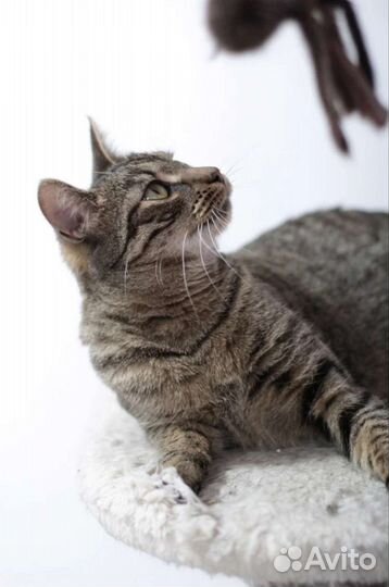 Ласковый парень