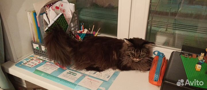 Продам мэен-кун девочка