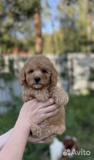 Той пудель миниатюрный