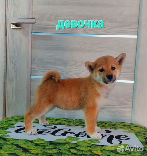 Щенки сиба ину