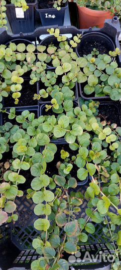 Вербейник монетчатый зелёный