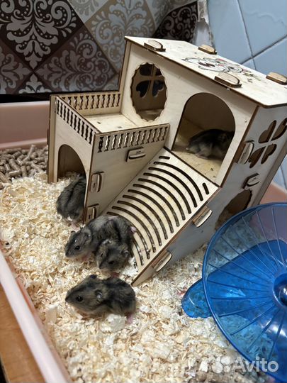 Джунгарские хомячки