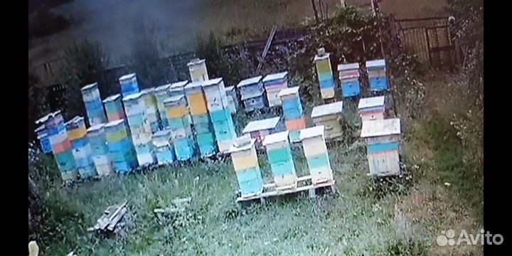 Пасека и пчелосемьи
