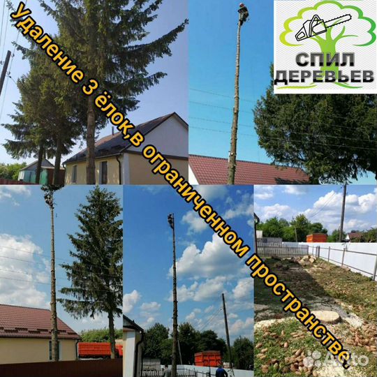 Спил деревьев