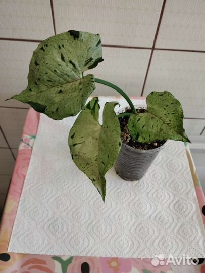 Сингониумы, монстера Альба