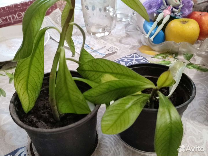 Малочай 2 вида