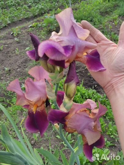Ирисы разные сортовые крупные