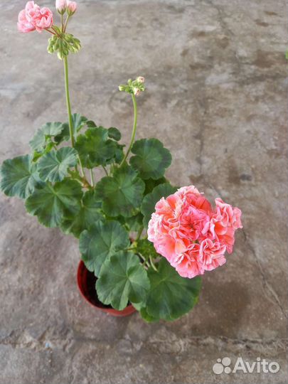 Пеларгония герань