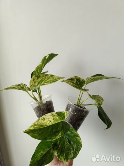 Сциндапсус /эпипремнум