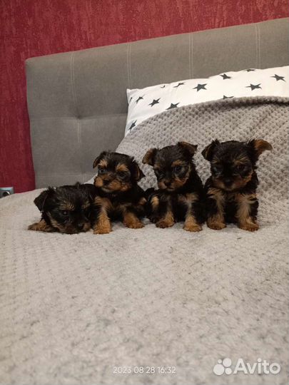 Йоркширский терьер