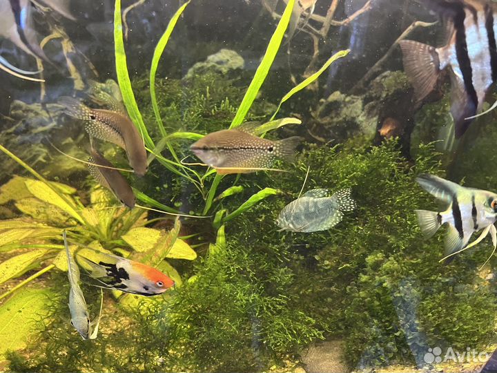 Растения для аквариума