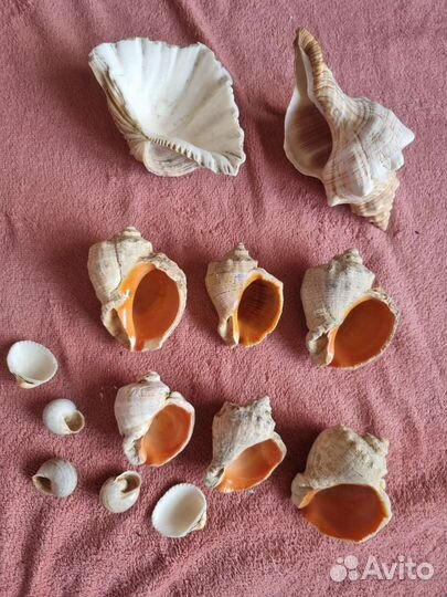 Коллекция морских ракушек