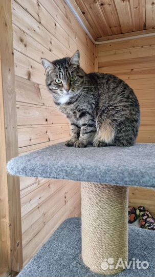 Серо-полосатая киса в дар