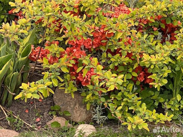 Айва японская Гортензия крупнолистная Самшит Пион