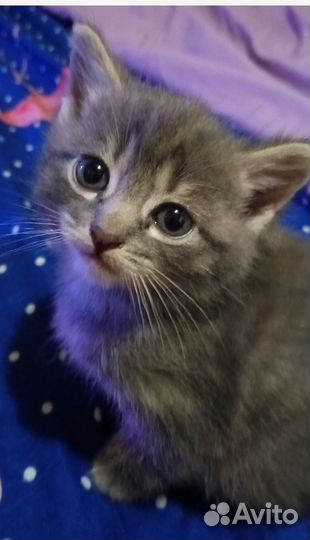 Очаровательные пушистики