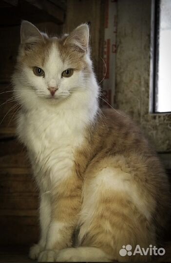 Кошка в дар