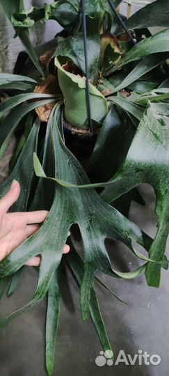 Платицериум 21/50 см