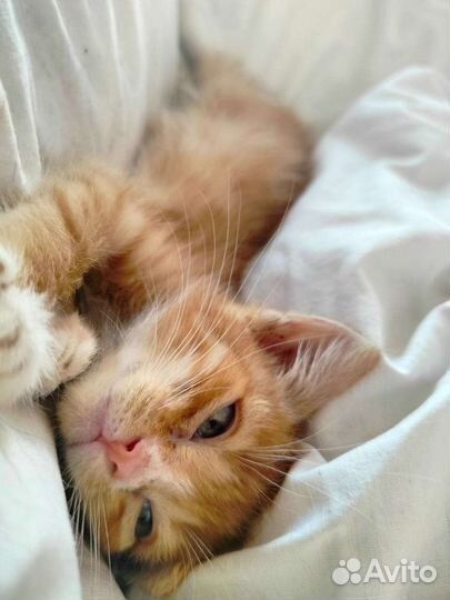 Рыжий котенок в добрые руки