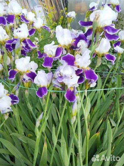 Ирис Вабаш (Wabash)