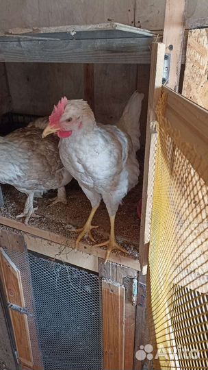 Молодые петухи