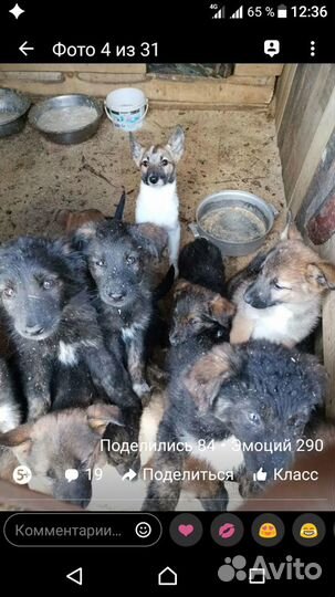 Щенята разного возраста