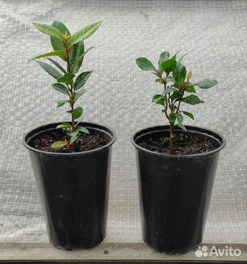 Лавр Благородный