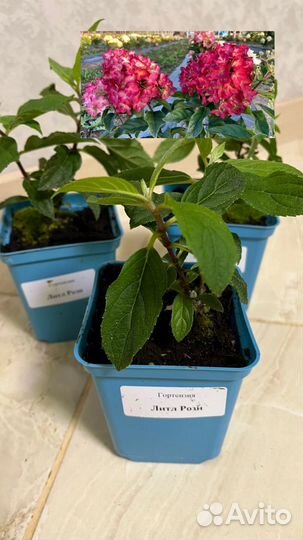 Саженцы гортензий