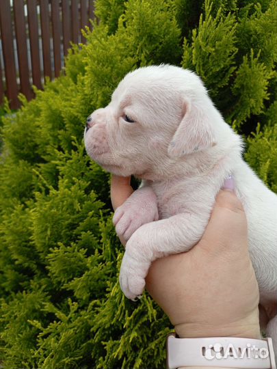 Немецкий боксер щенки