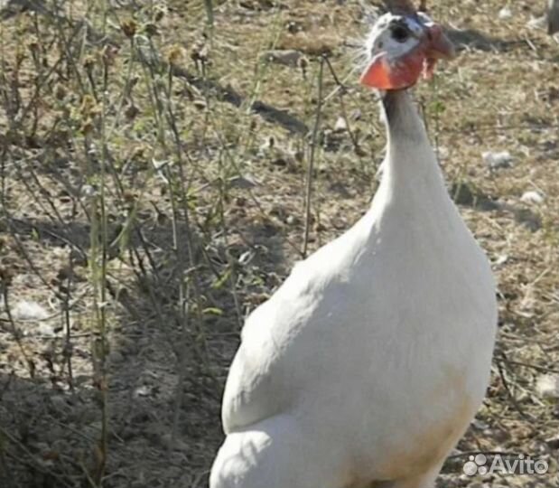 Самцы цесарки белой