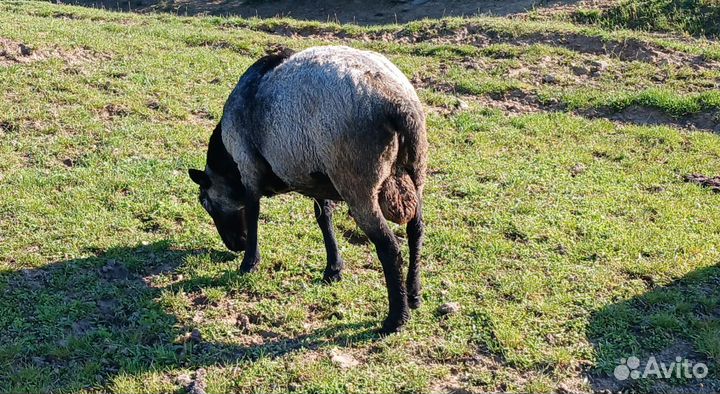 Овцы бараны