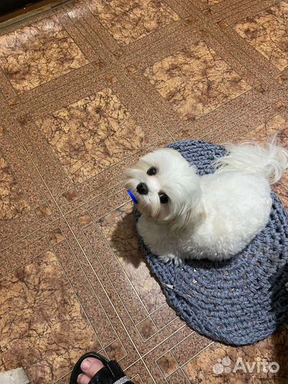 Мальтезе вязка