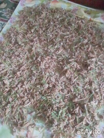 Сосновые почки