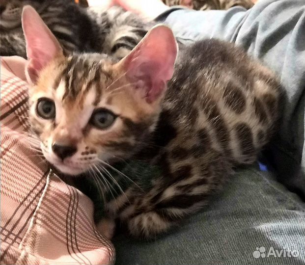 Бенгальские котята