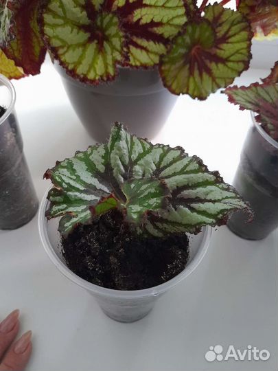 Комнатные цветы