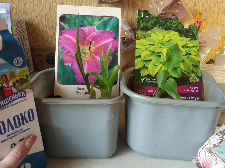 Лилейник,хоста